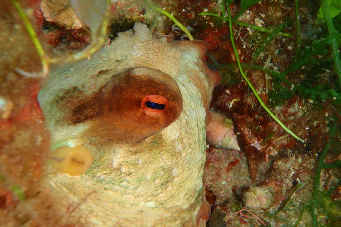 Scuba Diving in Naxos by Bluefindivers - Dive in Greece - Amazing Diving Spots - Transportation and Meeting Details