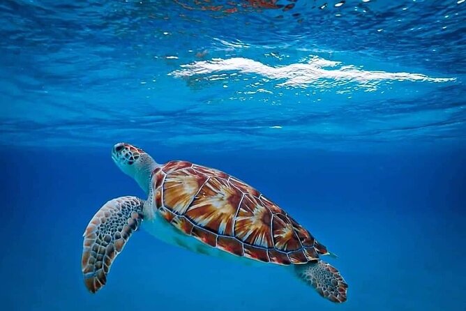 Sea Turtles and Blue Room Adventurous Powerboat Tour - Guest Reviews and Experiences