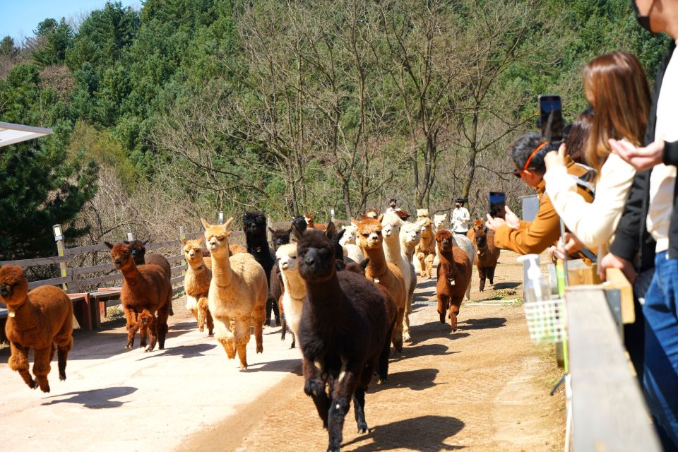 Seoul: Alpaca Land, Nami Tour (Optional Gangchon Railbike) - Inclusions and Exclusions