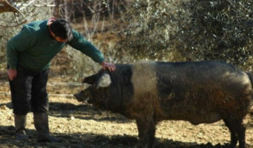 Siena: Visit to the Typical Cinta Pig Farm - Discovering Local Tuscan Products