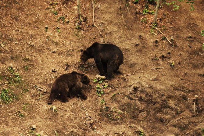 Small-Group Brown Bear-Watching Experience From Brasov - Carpathian Brown Bears