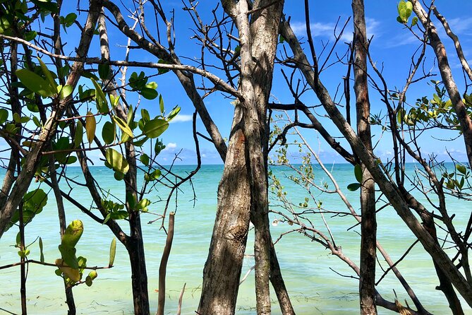 Small Group Kayak Tour of the Shell Key Preserve - Recap