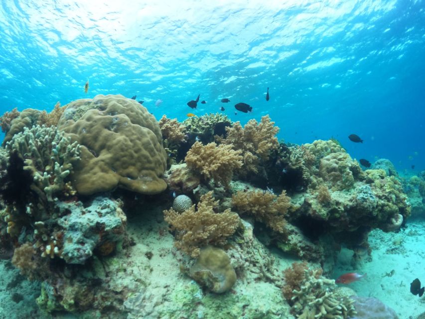 Snorkeling Swimming With Turtle and Underwater Statue - Important Considerations