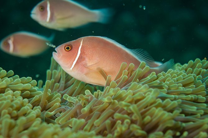 Snorkeling Trip at Koh Chang (Starts From Koh Chang) - What to Expect on the Boat Ride