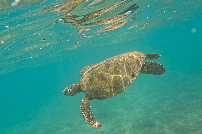 Snorkeling Turtles in Mirissa - Flexible Morning Departures