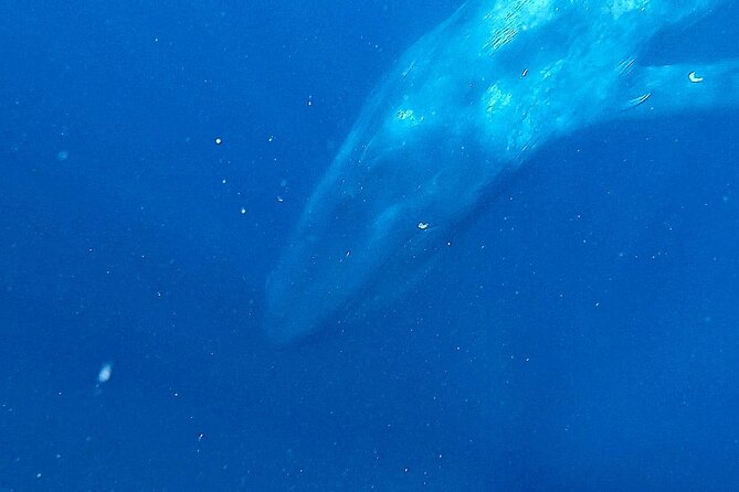 Snorkeling With Whales in Mirissa - Important Considerations