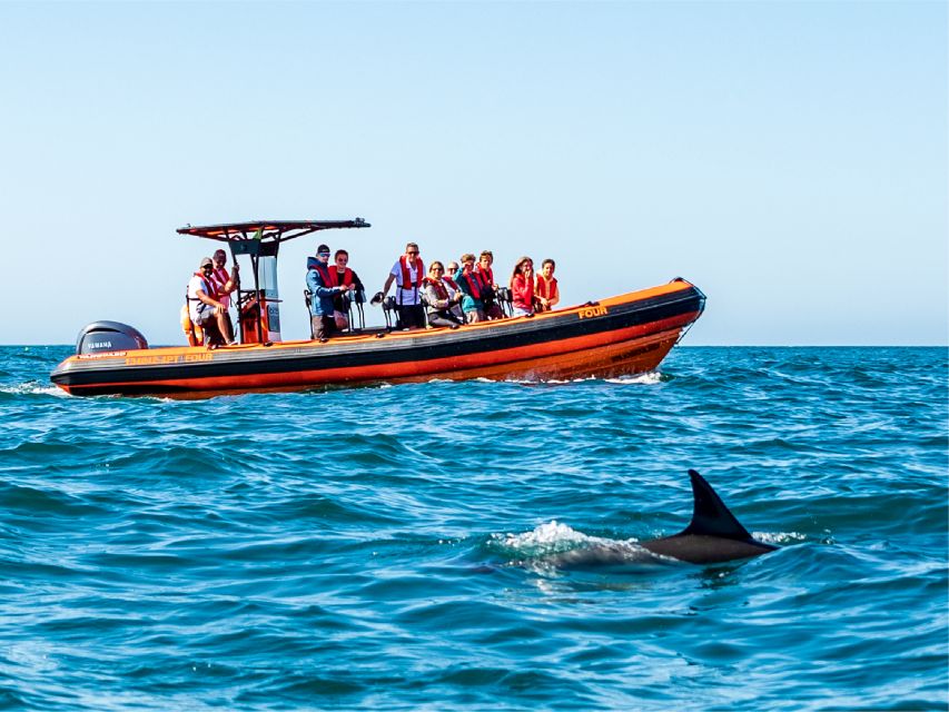 South Route: Dolphin Watching - Learning About Dolphins