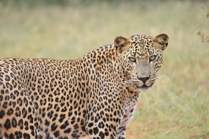 Special Leopard Safari Tour in Yala National Park by Malith & the Team - Experienced Safari Guides