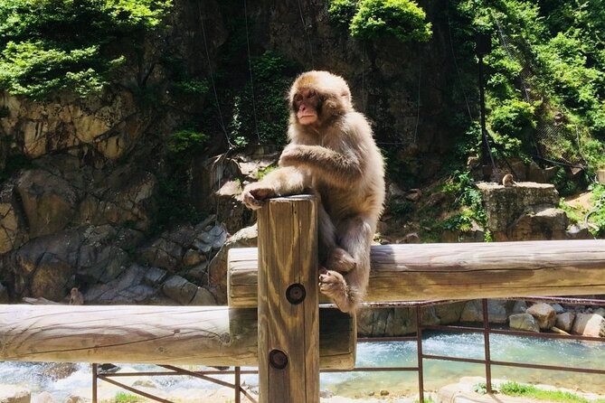 (Spring Only) 1-Day Snow Monkeys & Cherry Blossoms in Nagano Tour - Accessibility Information