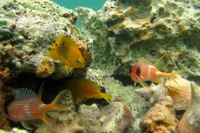St Thomas Mangrove Lagoon Kayak and Snorkel Tour in the US Virgin Islands - Cas Cay Hike Option
