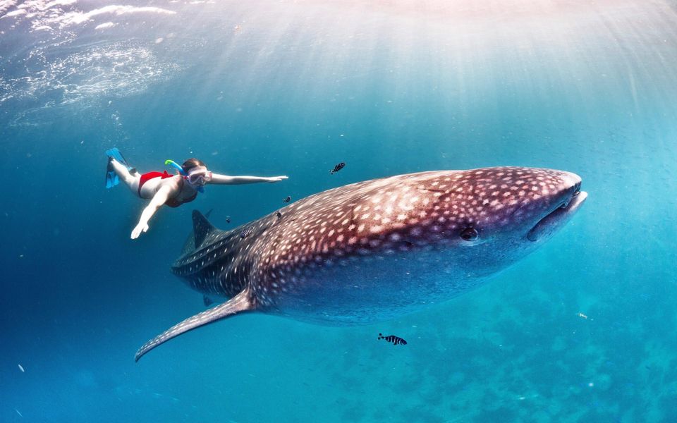 Sumbawa Tour & Snorkeling With Whale Shark - Chance of Encountering Whale Sharks