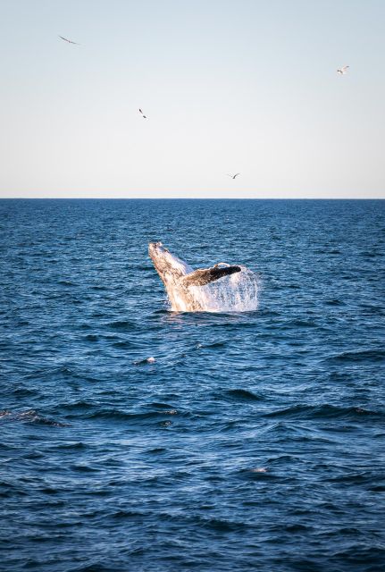 Sydney: Whale Watching Cruise - Reservations and Itinerary Details