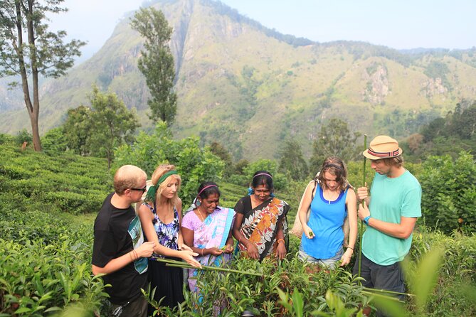 Tea Plantation Tour in Ella, Sri Lanka - Contact Information
