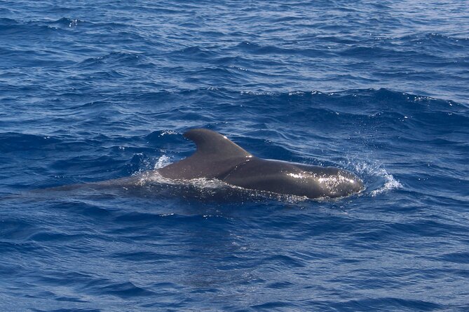 Tenerife Whale Watching and Snorkeling Yacht Trip - Yacht Specifications