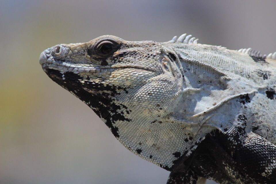 The Colorful Discoveries Tour - Mangrove Boat Tour and Birdlife