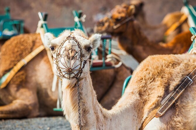 Timanfaya Park & Camel Ride (Extra Cost) - Short South Tour - Camel Ride (Extra Cost)