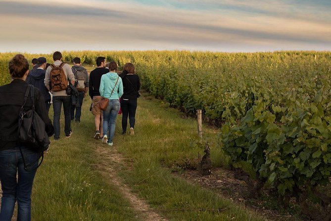 Tour of a Vineyard, Winery & Cellar With Wine Tasting in Vouvray, Loire Valley - Locally Made Wines and Tastings