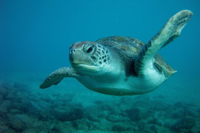 Try Scuba Diving in a Turtle Area (Boat) - Cancellation Policy and Refund Information