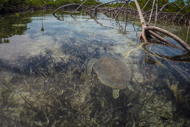 Turtle Eco Tour on Stand-Up Paddleboards or Kayaks Into the National Marine Park - Why Choose This Tour
