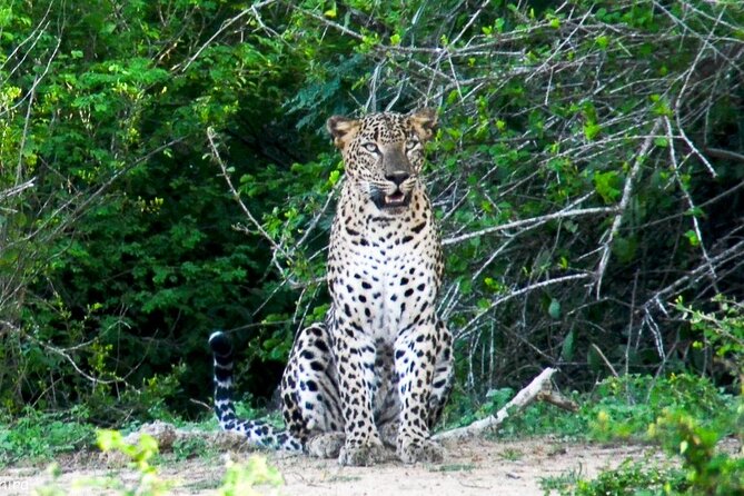 Udawalawe National Park | Private Safari Tour - Additional Information and Policies