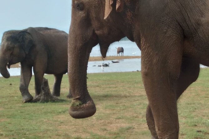 Udawalawe National Park | Private Safari With Naturalist - Price Variations and Guarantees