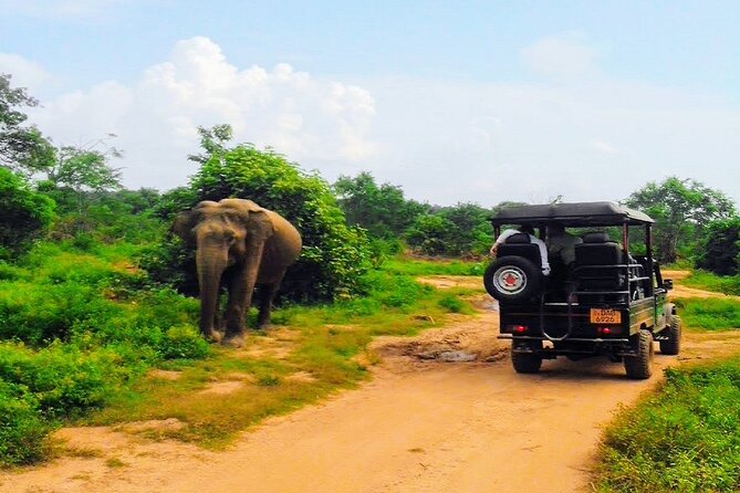 Udawalawe National Park Safari Tour - Private & Customize Tour - Customizable Tour Options