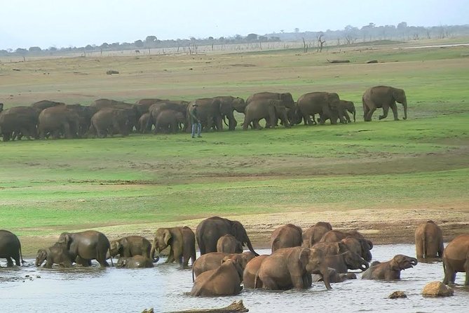 Udawalawe Safari Daytrip Frm Bentota/Kalutara/Ahungalla/Hikkaduwa - Wildlife Sightings