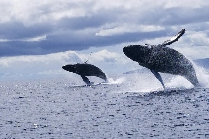 Ultimate 2 Hour Small Group Whale Watch Tour - Cancellation Policy