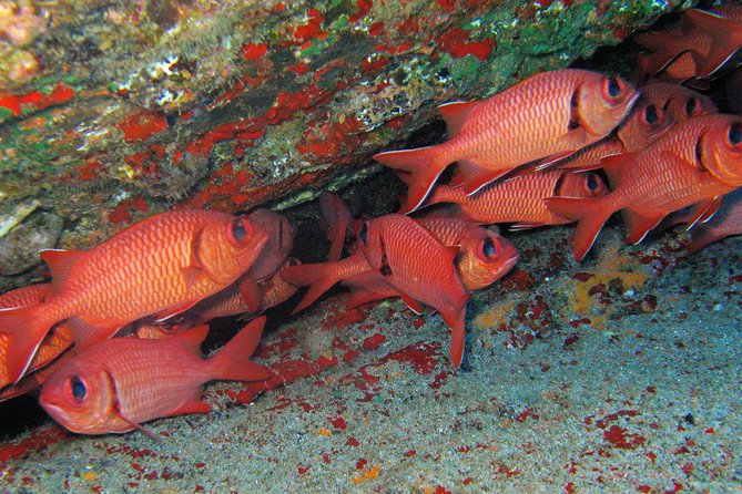 Ultimate Shore Snorkeling Adventure on Kauai - Recap