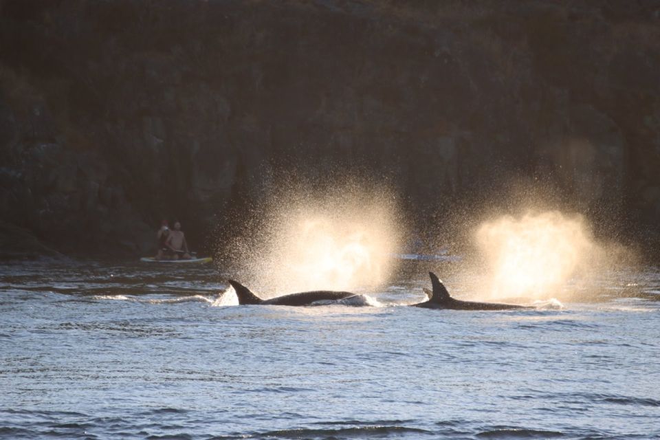 Vancouver Whale Watching Safari - Weather Considerations