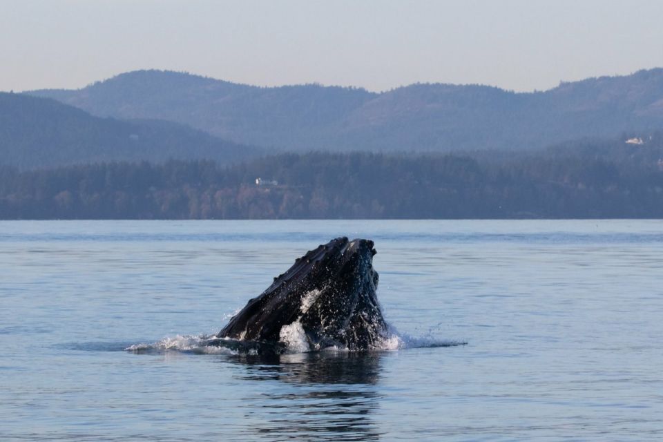 Victoria: Whale Watching Cruise by Covered Boat - Whale Sightings Guarantee