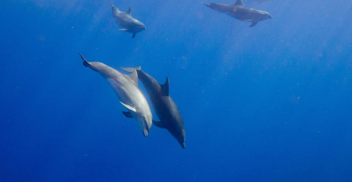 Waianae, Oahu: Swim With Dolphins (Semi-Private Boat Tour) - Getting to the Boat