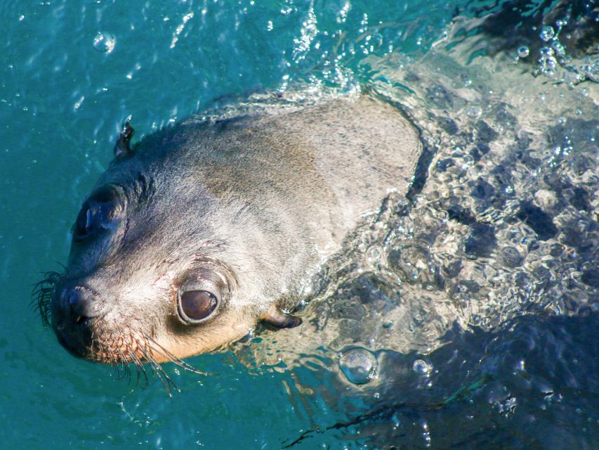 Welshpool: Wilsons Promontory Nature and Wildlife Day Cruise - What to Bring