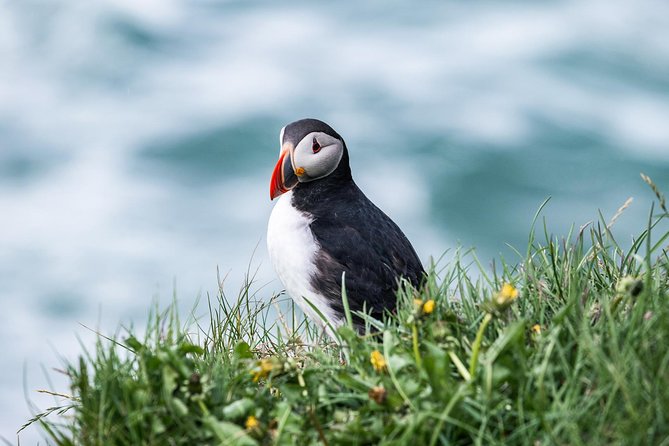 Whale and Puffin Watching Around Skjálfandi Bay From Husavik - Coastal Wonders