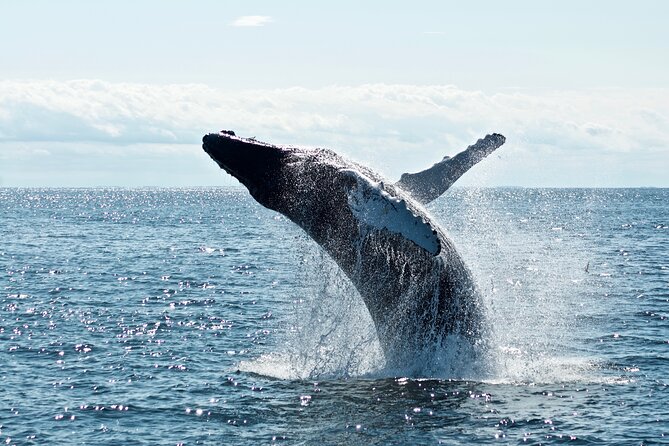Whale Watching Cruise on a Yacht in Reykjavik - Meeting Point and Logistics