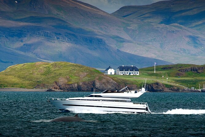 Whale Watching & Dolphin Yacht Cruise - Accessibility and Transportation