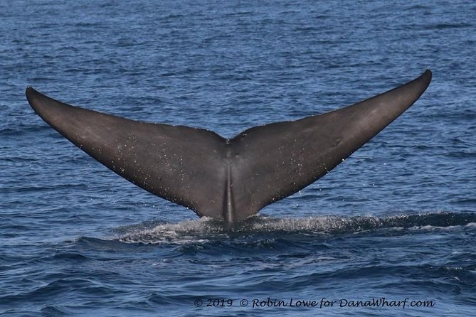 Whale Watching Excursion in Dana Point - Additional Tips