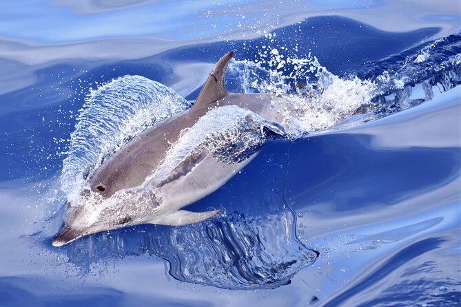 Whale Watching in Los Gigantes for Over 11 Years - Meeting Point and Pickup Information