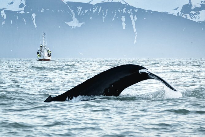 Whales and Puffins Tour From Husavik - Discount Offers