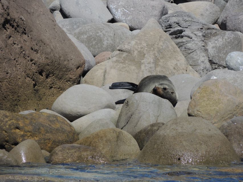 Whitianga: Cathedral Cove & Caves Boat Tour With Snorkeling - Restrictions and Cancellation Policy