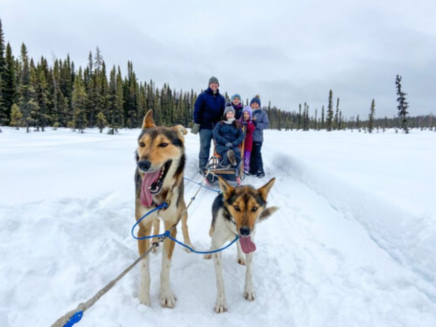 Willow: Traditional Alaskan Dog Sledding Ride - Relaxing at the Visitors Center