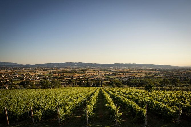 Wine and Cheeses - Taste Organic Wines
