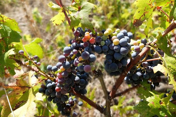 Wine Lovers Tour of Peljesac Peninsula - Cancellation Policy