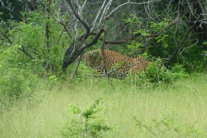 Yala 4h Jeep Safari From Bentota: Guided Wildlife Experience - Customer Reviews and Ratings