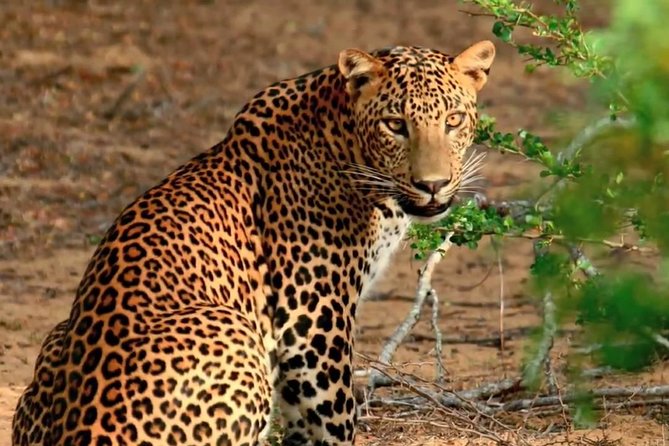 Yala Safari Day Trip From Bentota/ Kalutara/ Ahungalla/ Hikkaduwa - Wildlife Sightings and Experiences