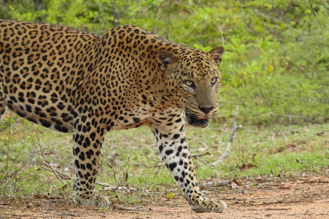 7-Hour Safari Tour Yala National Park - 4.30 Am To11.30 Am - Key Points