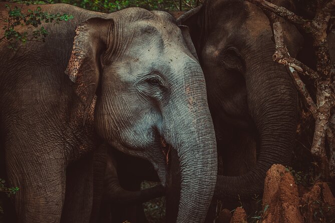 15-DAY Tour in Sri Lanka With Private Driver - Authentic Experiences