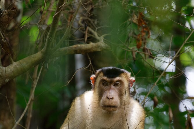 3 Days Bukit Lawang Tour (Happy Jungle) - Day 2: Gunung Leuser National Park Trekking
