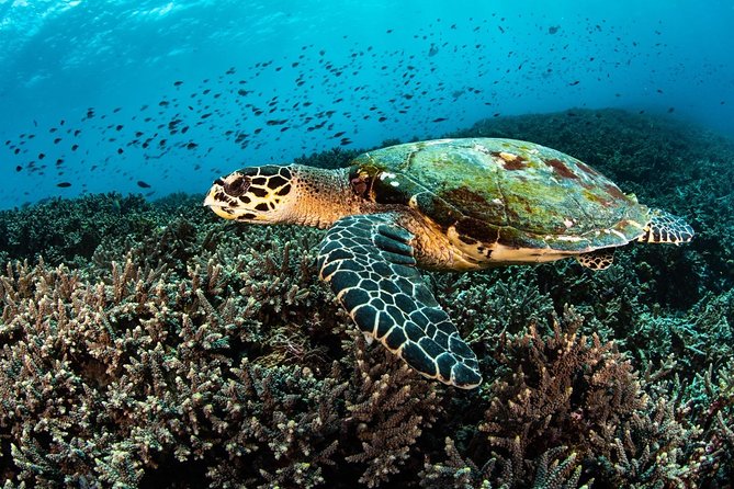 5 Fun Dives in Nusa Lembongan (For Certified Divers) - Swim With a Mola Mola - Dive Prerequisites and Restrictions