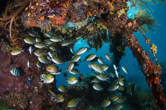 5 Fun Dives in Tulamben (For Certified Divers) - Discover Famous Diving Sites - Accommodation Options